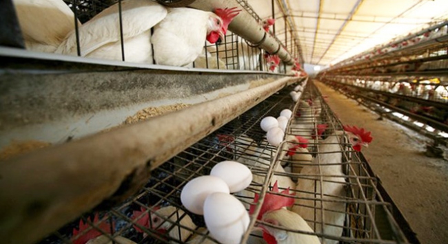 Tavuk eti üretimi 203 bin 64 ton oldu